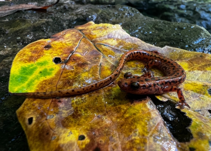 Cave Salamander